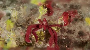 Scientists discover a new deep-sea crustacean