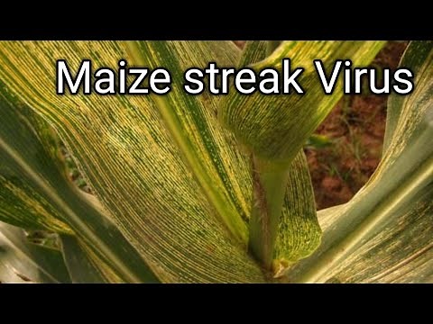 Dangerous Maize/Corn streak Virus ,how to identify it ,prevent or avoid the disease.