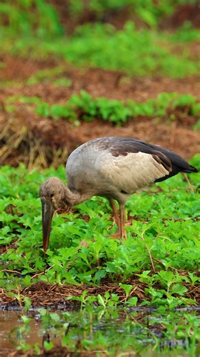 Asian openbill stork | 𝐍𝐚𝐭𝐮𝐫𝐞 𝐏𝐡𝐨𝐭𝐨𝐬 𝐁𝐨𝐨𝐤