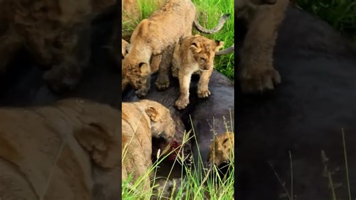 Ingenious Hunting? Lions Eye Aquatic Ambush