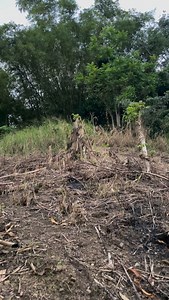 Am going home now it’s getting late 🙏💯🇯🇲 #hardwork #hardworkpaysoffs #godisgood #godbless #viral #trending #reels #farming #farm | Venomhype Rebellion