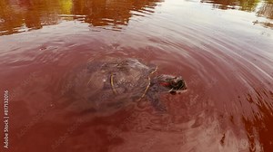 Pond Slider swims and looks at camera on surface of red water at very large algal bloom, Slow motion. Pond Slider or Red-eared Slider Turtle (Trachemys scripta)
