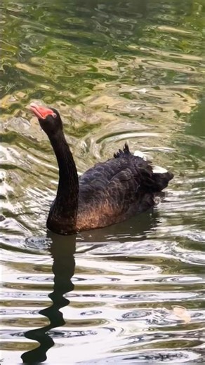 Black Swan Sounds Effects #birds #birdsounds