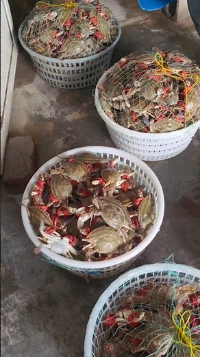 🦀 Inside an Indoor Crab Farm: A Look at the Farming Pond! 👀