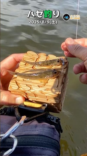 [Goby fishing] Goby fishing in early August August 9, 2025 [Short] ⑤