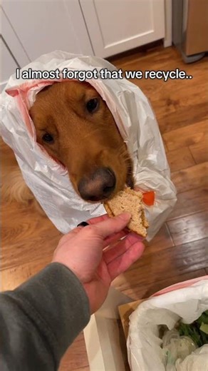 A garbage disposal that can handle anything 😂