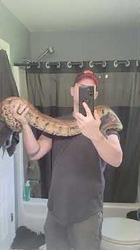 8 year old Blood Python.