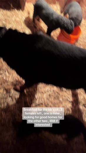 olcn7thgenlivestreaming (@olcn7thgenlivestreaming)’s videos with original sound - olcn7thgenlivestreaming