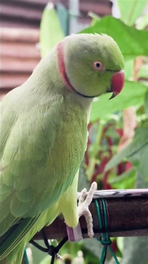 Talking parrot funny video #funny