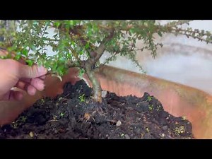 Cotoneaster Bonsai: Key Steps for Repotting & Branching Success