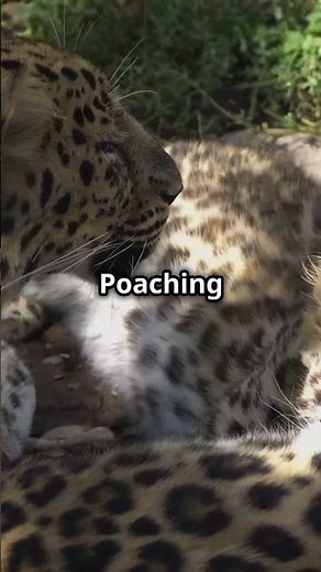 Amur Leopards: The Fight for Survival