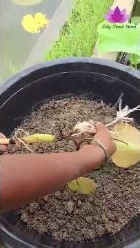 Step by Step Planting Process #lilypondstore