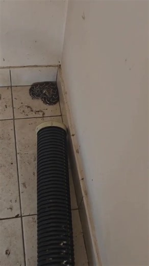 22 October 2025 Female Puffadder - 50 cm Cytotoxic venom Dangerous | Reptile Rescue Lephalale