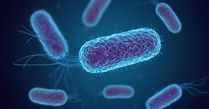 NEO experts, CDC discuss national E. coli outbreaks