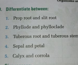 Differentiate between:Prop root and stilt rootPhyllode and p... | Filo