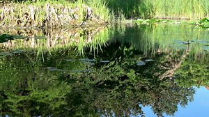 Joint, Young Duck, Reflection. Free Stock Video
