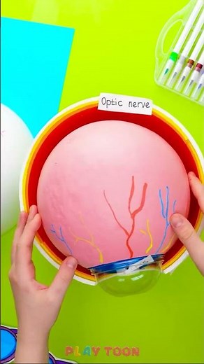 👁️ Explore the Magic of Your Eye! Understanding the Cornea, Iris, and Pupil! 🔍✨