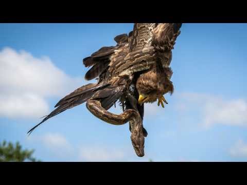 Python Vs. Yellow-Billed Kite: A Deadly Embrace