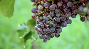 9K views · 186 reactions | Cooler weather comes with "bailu," or white dew, referred to as the third solar term in autumn. This time, let's visit the coastal city of Yantai. Here you can taste different grape varieties, learn how to use wine wares correctly and understand how to identify the drink's varied, complex flavors. Come and make artisan wine during one of China's 24 solar terms! | CGTN | Facebook