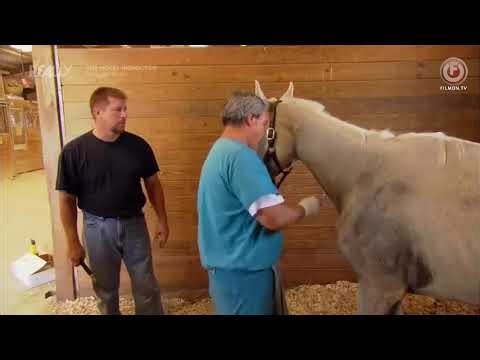 Animal Cops Houston - S14E08: Backyard Breeder