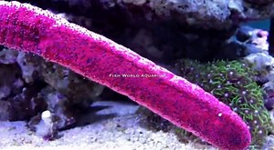 THIS WEEK'S UPDATES. Check out our Facebook and Instagram stories for a look at this week's marine shipment. Sixteen boxes of frozen foods arrived today so all your favourites are finally back in stock. The new Red Sea ReefLED 160S lights should be landing in our store tomorrow so if you'e been waiting and want to secure one, let us know. We are expecting more freshwater and African Cichlid shipment next week - will keep you posted on social media. Miss you guys heaps! Leanne x PS. The video bel