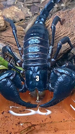 2.3K views · 35 reactions | Top 5 Deadliest Insects That Could Kill You #DeadlyBugs #NatureFacts #Top5Animals #InsectDanger #ViralReels | intellectra | Facebook