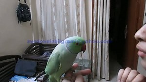 4.5K views · 43 reactions | Extremely Beautiful Hand Tame Talkative...