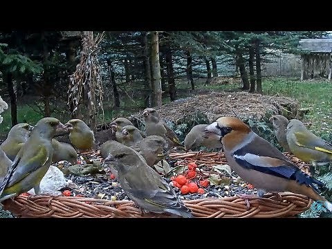 2017/11/29 Makov Rescue ~Incredible birds diversity at feeder~