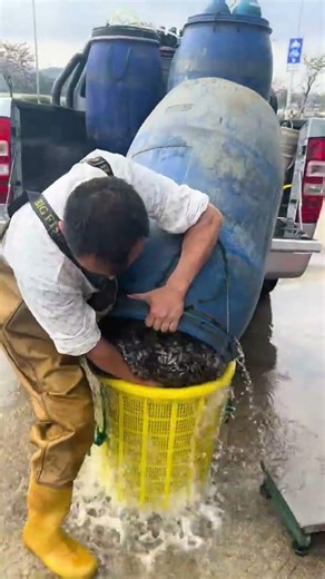 Loading mud carp fry into buckets ready for weighing