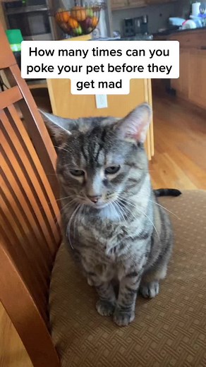 Kitty and Taylor on TikTok