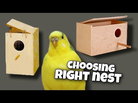 Choosing a Budgie Nest Box and Nesting Behavior