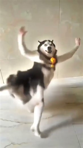 When the Wolf Forgot He’s a Wolf 🐺🔥 | Funniest Dance Ever!