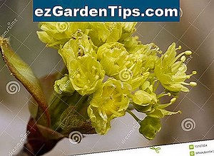 Fatti dell'albero di acero di Norvegia 🌱 Consigli Giardinieri - It.ezGardenTips.com