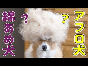 5-year-old Corgi develops the biggest afro ever during shedding season!