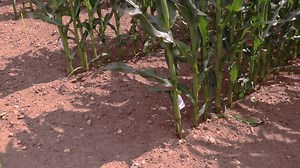 64 reactions · 4 comments | Take a closer look at our unique population wheel, which explores the effects that plant density has on maize To find out more about our varieties available, visit our website https://www.kws.com/gb/en/products/maize/ | KWS UK | Facebook