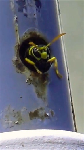 Australian paper wasps nest in old pool ladder #wasp
