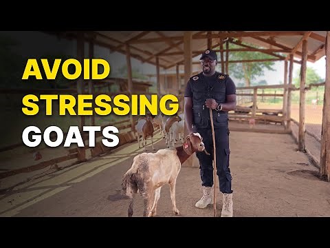 Why Your Goats Keep Miscarrying or Dying | Avoid These Stress Triggers! | Urgent!