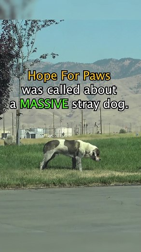 Hope For Paws rescuer dragged by 110 pound dog as she tried to save him! #dog #dogs #rescue #rescuedog #HopeForPaws #Animal #Animals #fyp #fypシ゚