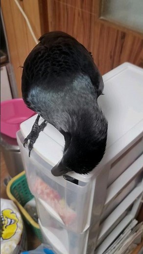 開けたいけど重くて開かない考えるカラス #カラス #crow #karasu #カラスのハッピー #ハシブトガラス #日常 #賢い #考える #頭脳 #かわいい