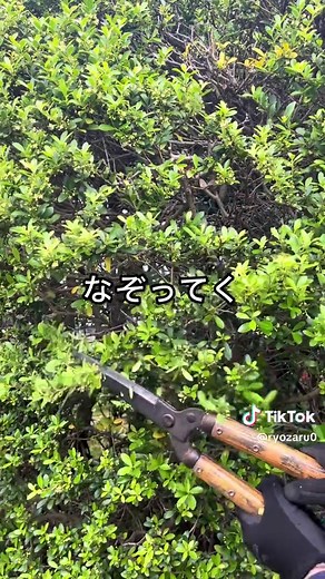 【庭木剪定】ガタガタになる原因はこれ。ハサミ1つでプロの形に仕上げる基本 #ガーデニング #園芸 #tiktok教室ᅠᅠᅠᅠᅠ #庭の方舟