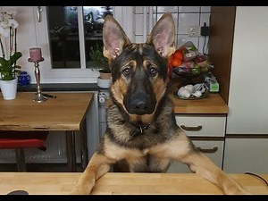 Our Dog has Tetanus - Sick Puppy Halgrim