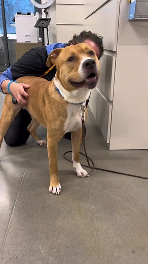 Meet Santiago: The Sweet Pitbull Mix Available for Adoption in Kansas City