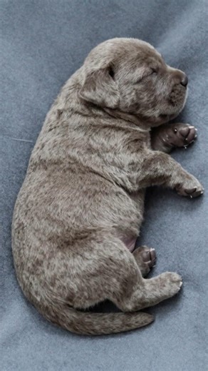 Retriever Puppies Growing Up — Part 1 🐶