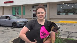 It’s National Adoption Week! Daviess County Animal Care & Control is celebrating by waiving all adoption fees for adult cats. Visit the PetSmart Charities adoption center this Saturday, July 20 from 10 a.m. to 1 p.m. Volunteers will also have kittens, dogs, and puppies to view. Beth Buntin introduces us to Jean, a 4-month-old German Shepherd/Terrier mix, in search of a forever home. Jean had a blast at her Dog's Day Out and would love to be adopted! Kathlene Brown highlights two of the kittens a