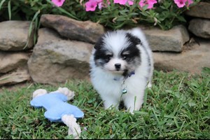 Blake - Pomeranian Puppy C12F2B