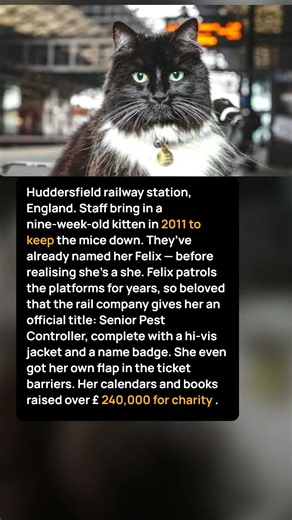 This Station Cat Was Promoted to Senior Pest Controller