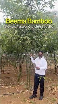 Everything You Should Know About Beema Bamboo Benefits