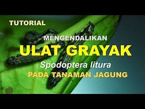 TUTORIAL for controlling armyworms (Spodoptera litura) correctly and thoroughly in corn plants