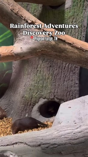New friends have officially moved in at Rainforest Adventures Discovery Zoo. Say hello to the kusimanse mongoose family and check out their spacious new habitat next time you visit. 🐾🌿 📍 109 Nascar Drive, Pigeon Forge, TN 37862 🎥: @rainforest.zoo #pigeonforge #pigeonforgetn #smokymountains #thingstodo #rainforestadventures #zoo #thesmokies #mongoose #visittennessee #tennessee #rainforestadventurespigeonforge | Pigeon Forge