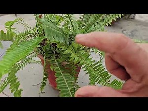 How To Grow And Care For Boston Fern Plant - Full Care Guide || Fun Gardening